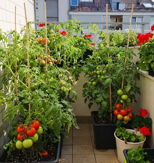 4 Simple Apartment Garden Guide Schedules That Keep Plants Thriving